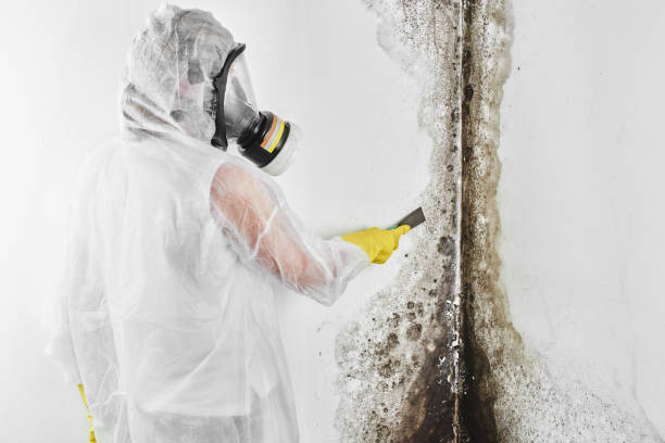 Best DIY Mold Remediation Support Services in Ford City, PA